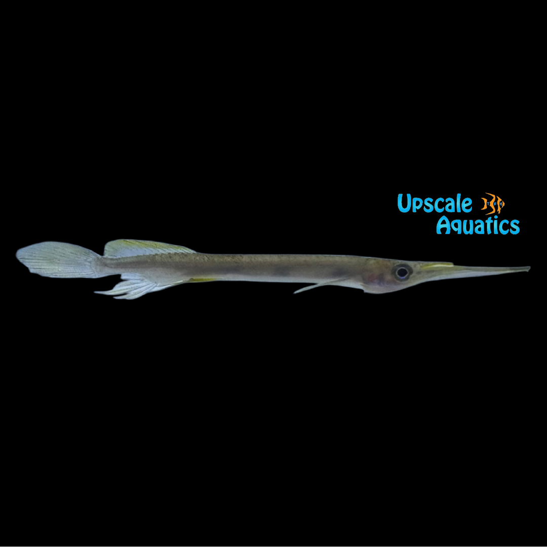 Three Spot Halfbeak (Hemirhamphodon kuekenthali)