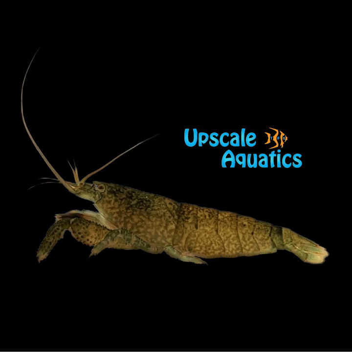 Marbled Bamboo Shrimp (Atya scabra)