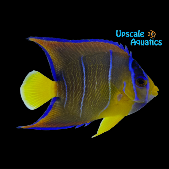 Queen Angelfish - Transitioning (Holocanthus ciliaris)