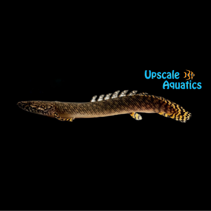Ornate Bichir (Polypterus ornatipinnis)