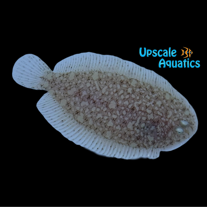 Dwarf Flounder (Aseraggodes xenicus)