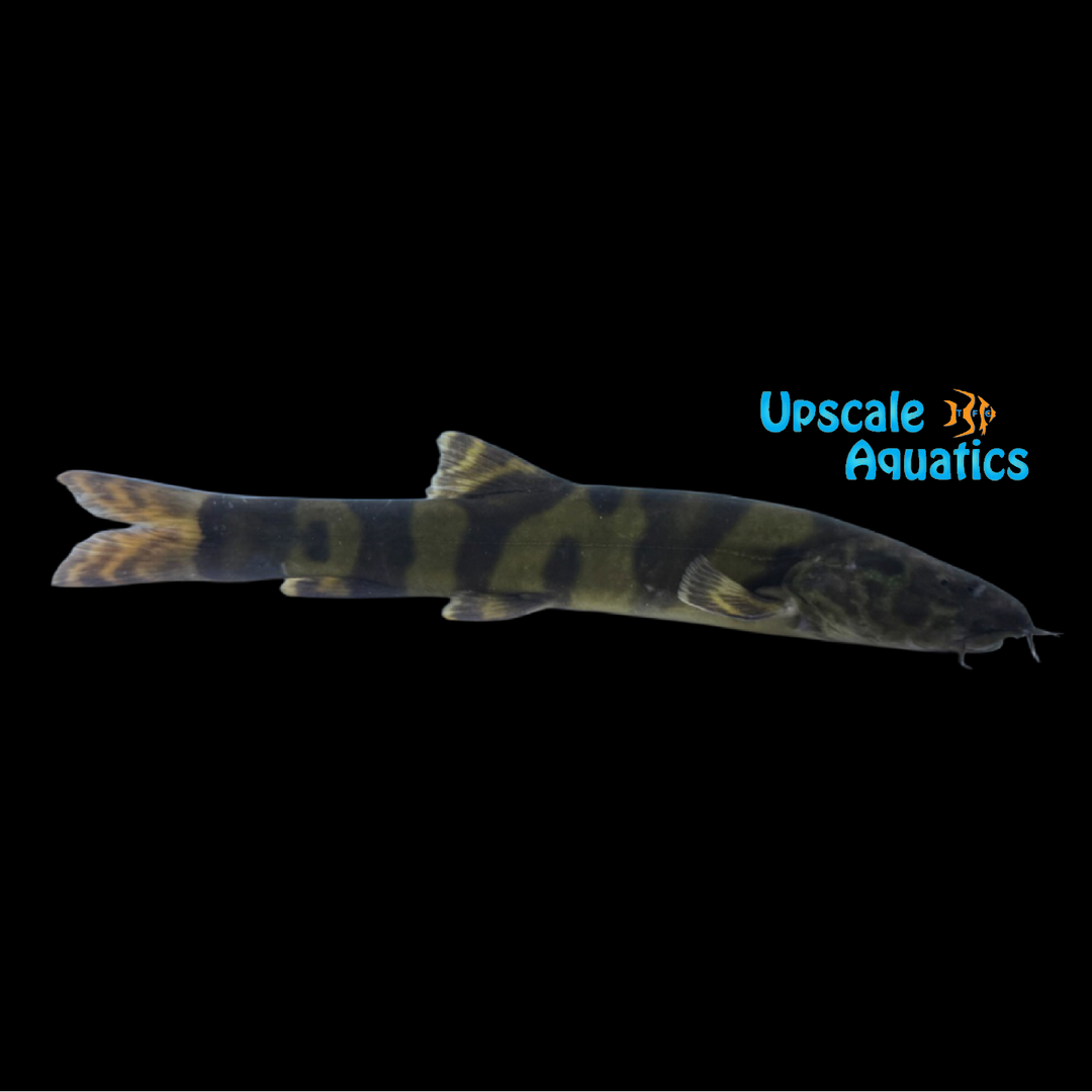 Royal Clown Loach (Leptobotia elongata)