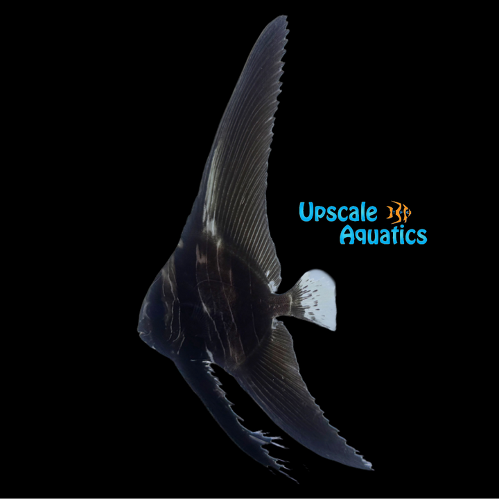 Zebra Batfish (Platax batavianus)