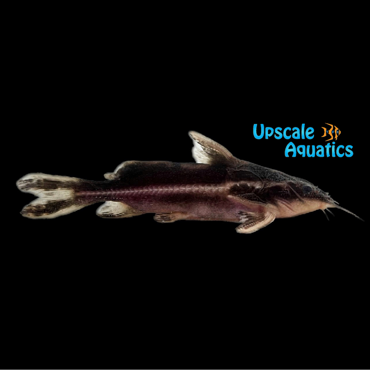 Longnose Striped Raphael Catfish (Orinocodoras eigenmanni)