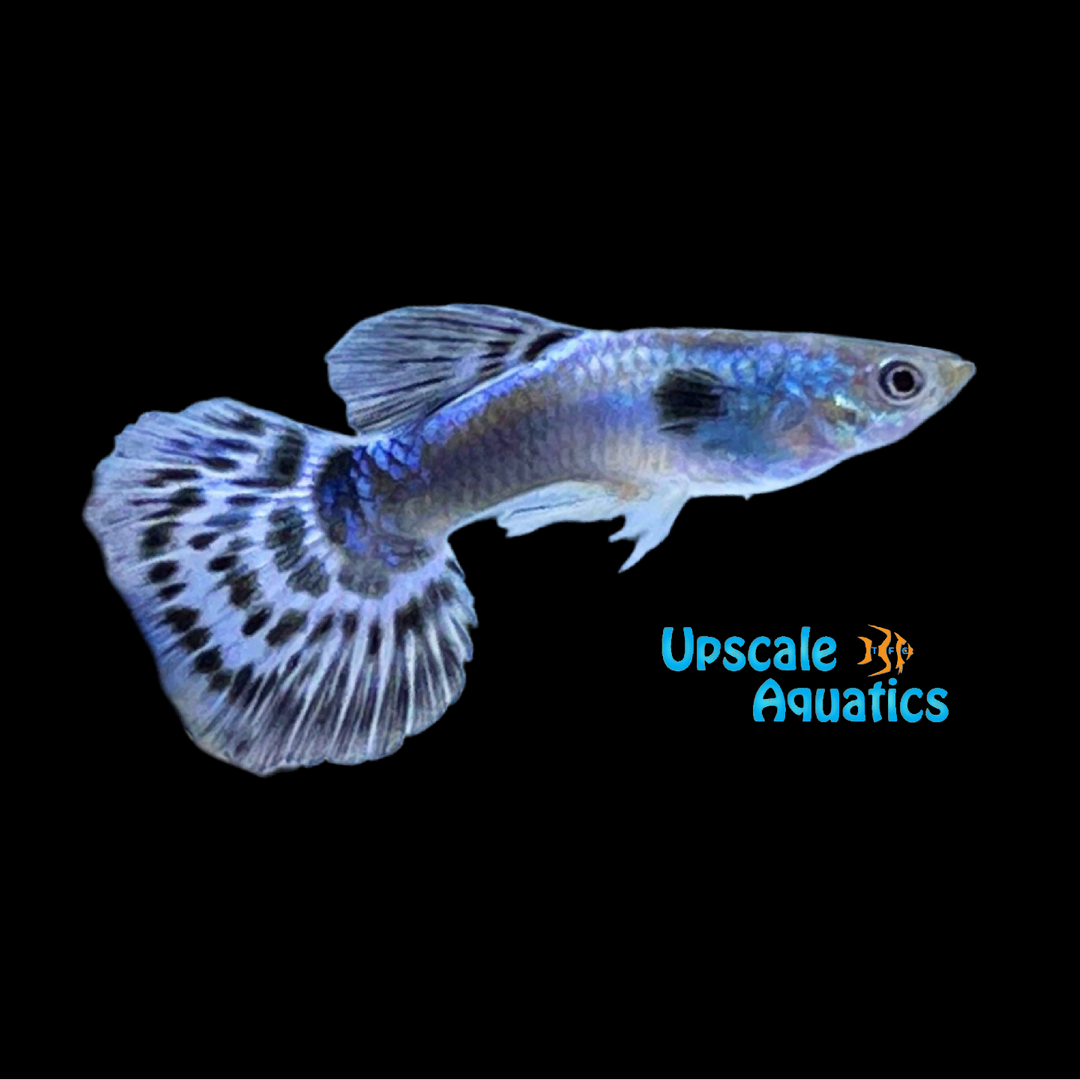 Blue Mosaic Dumbo Guppy (Poecilia reticulata)