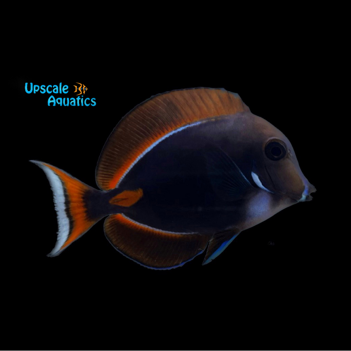 Achilles Tang (Acanthurus achilles)