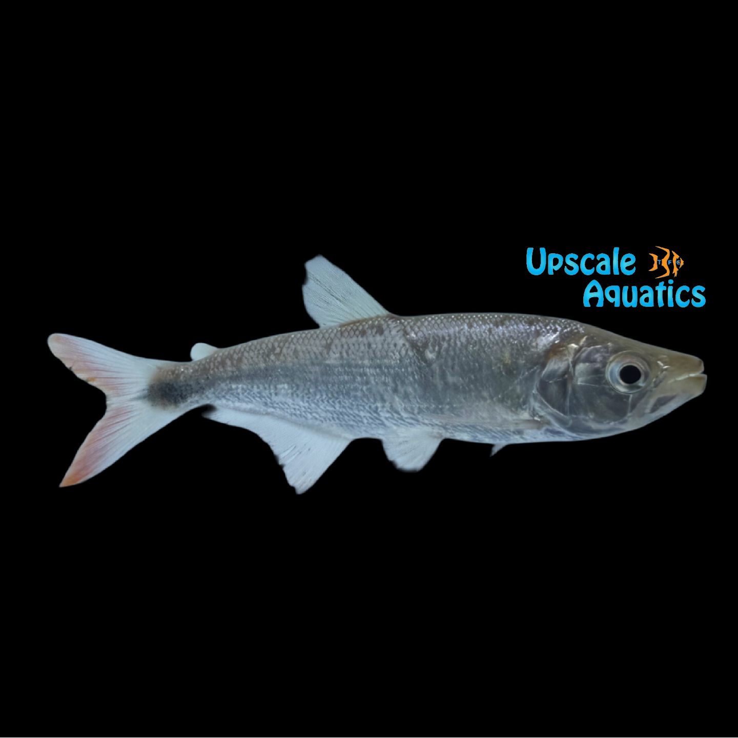 Brycon Box Big Tooth Brycon (Brycon dentex) – Upscale Aquatics