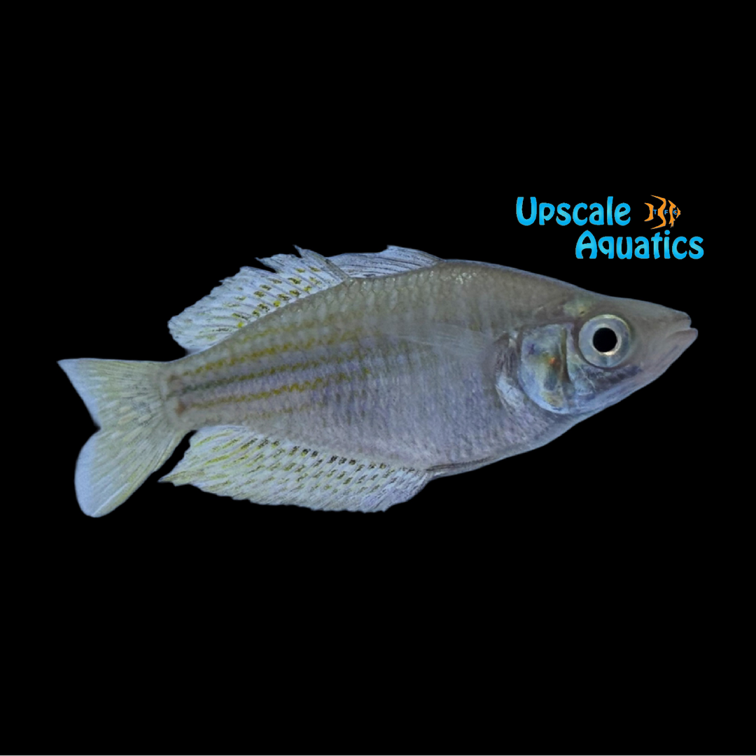 Checkered Rainbowfish (Melanotaenia splendida inornata)
