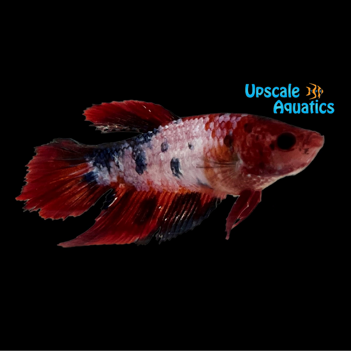 Nemo Koi Halfmoon Betta - Female (Betta splendens)