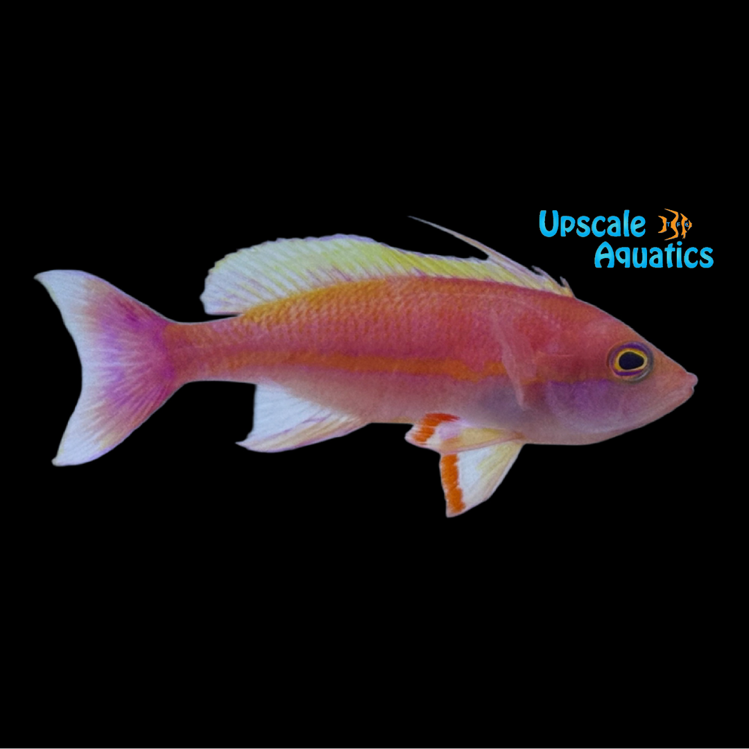 Resplendent Anthias (Pseudanthias pulcherrimus)