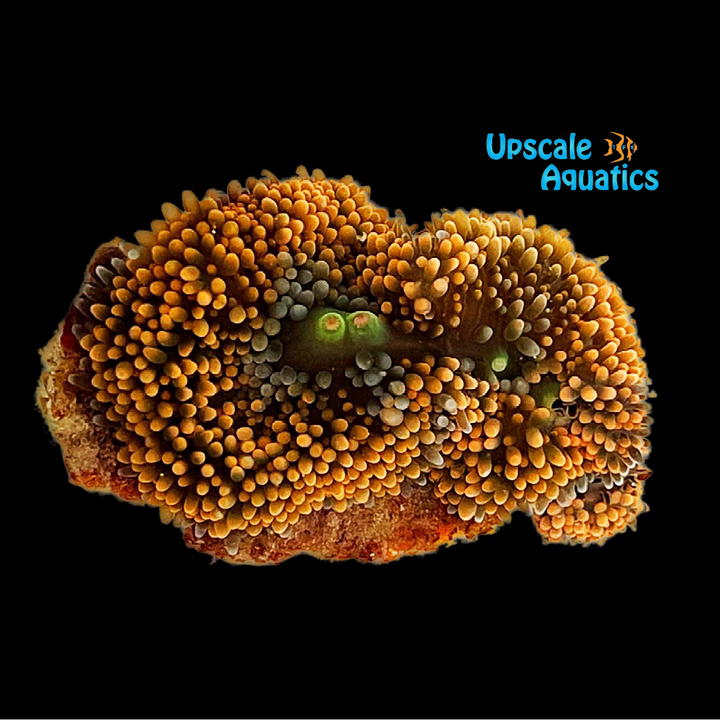 Premium Florida Ricordea (Ricordea florida)