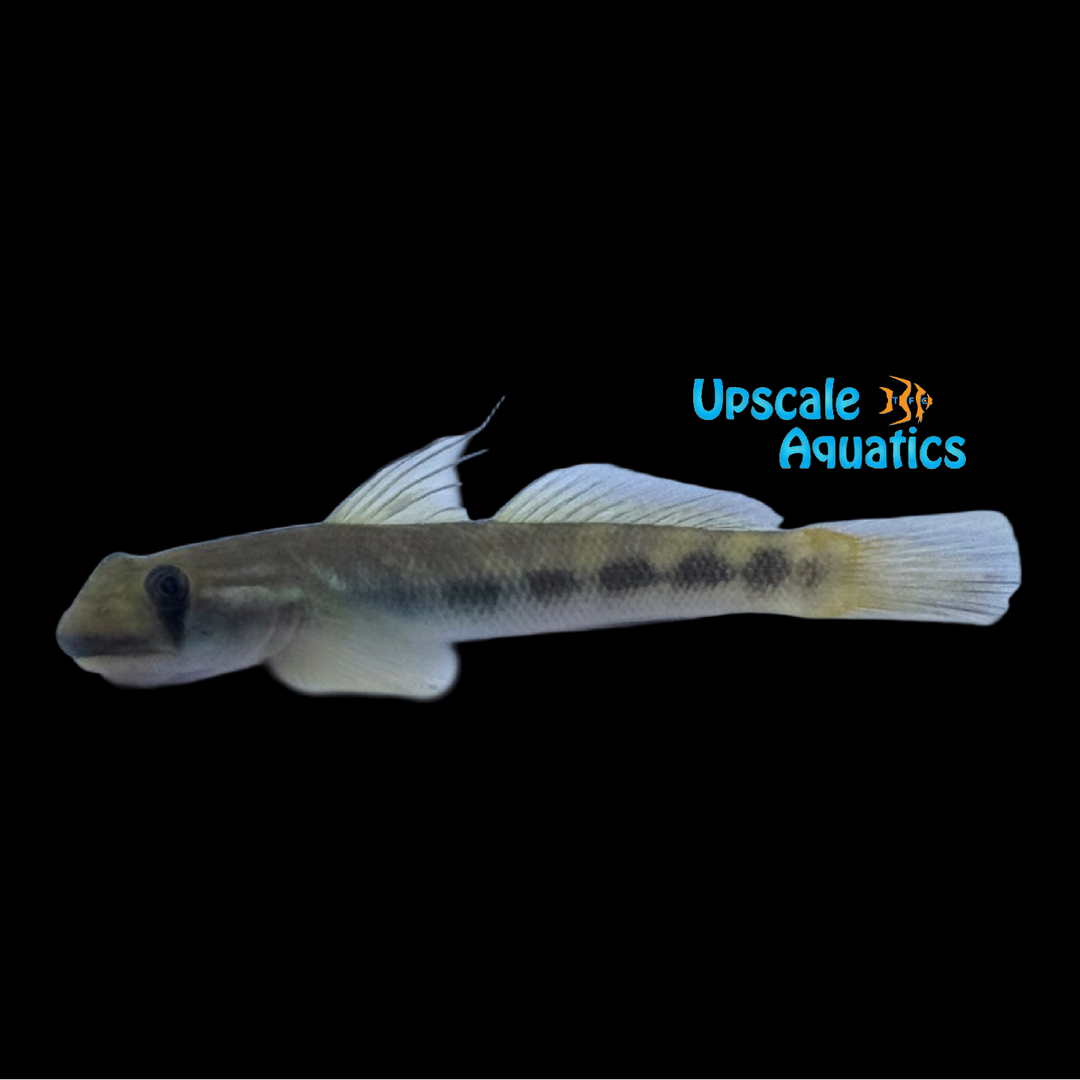 Small Headed Stream Goby (Sicyopterus microcephalus)