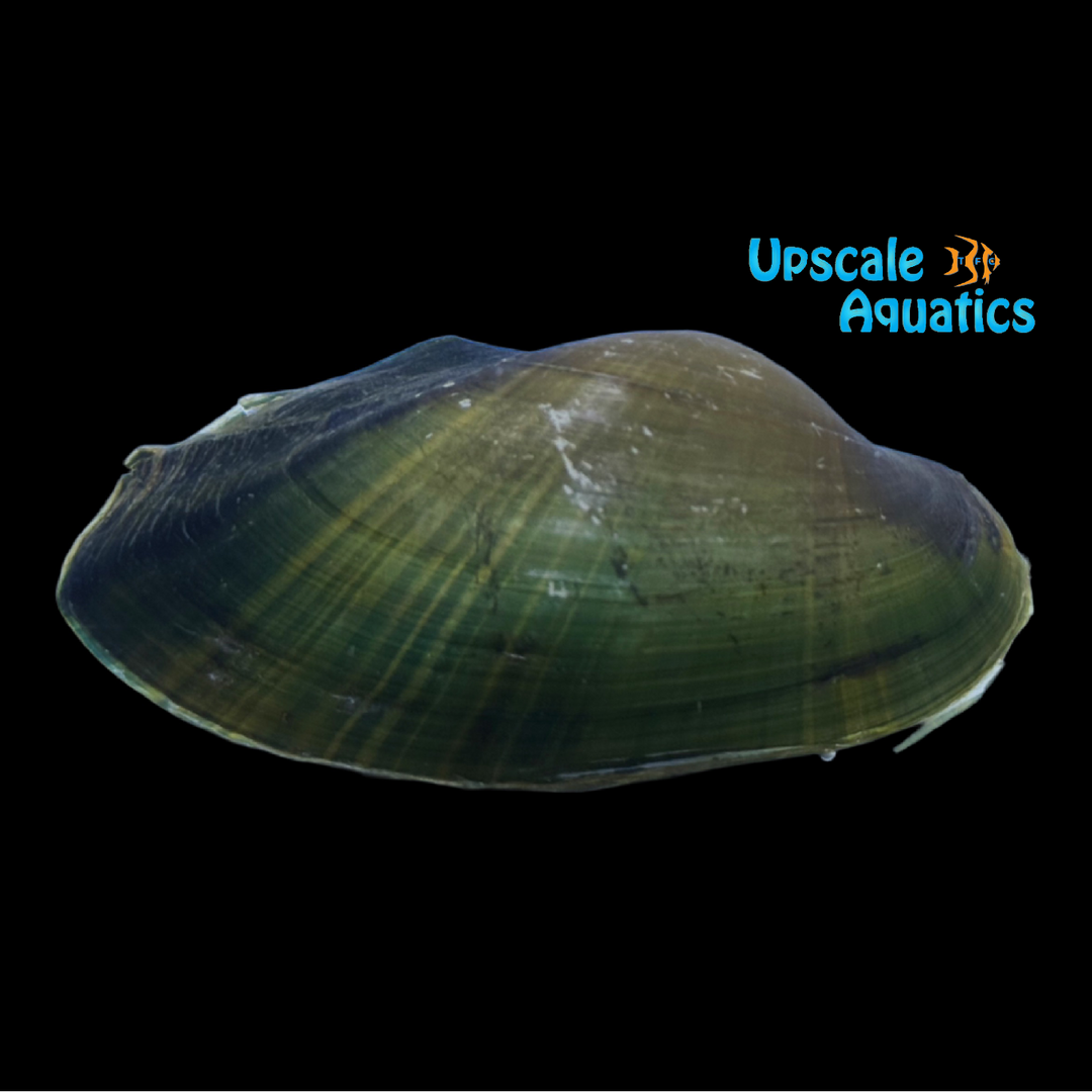 Green Pearl Freshwater Clam (Cristaria tenuis)