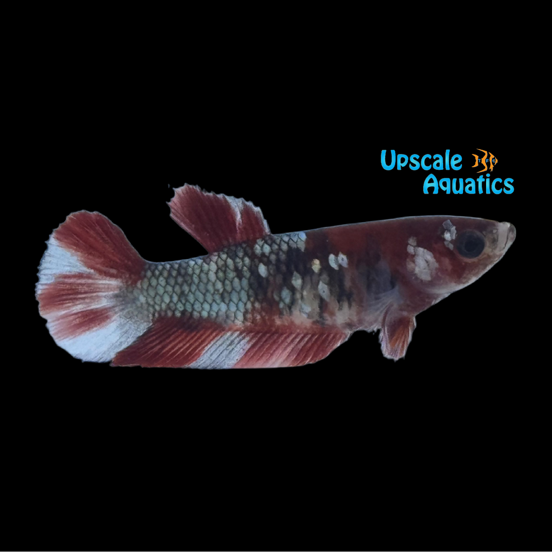 Ironman Plakat Betta - Female (Betta splendens)