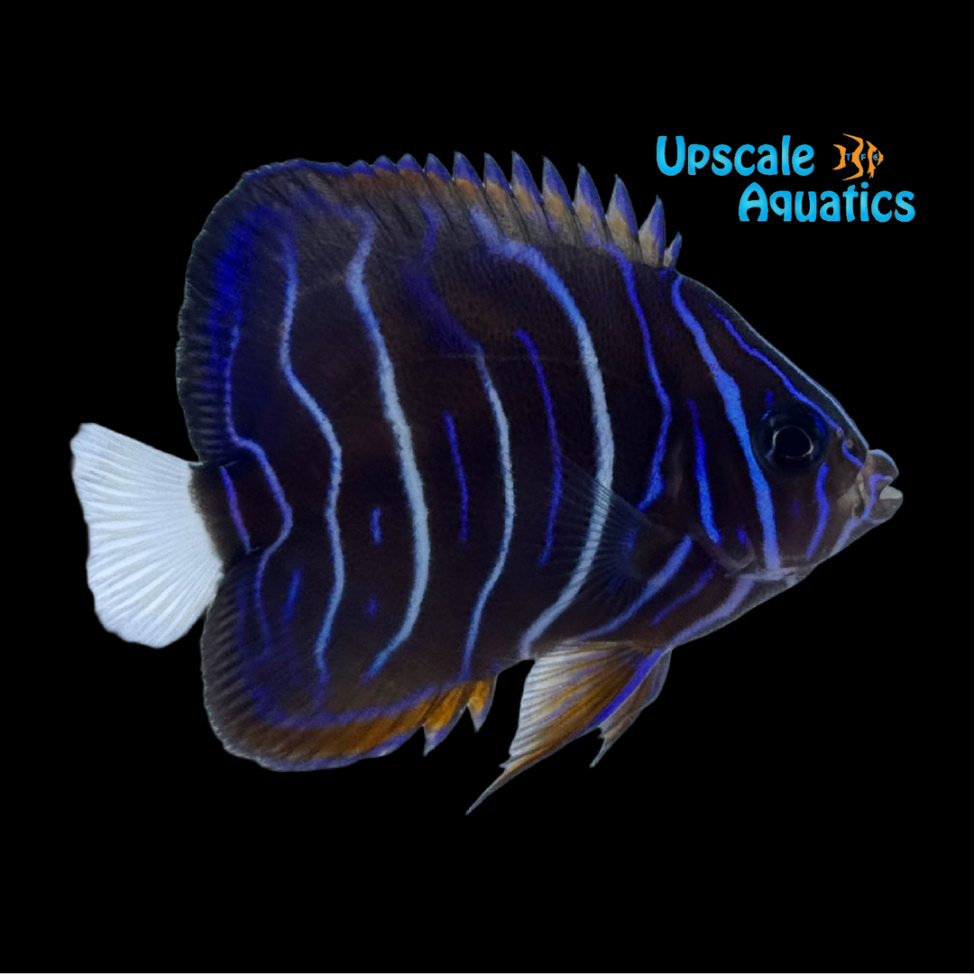 Annularis Angelfish - Juvenile - Captive Bred (Pomacanthus annularis)