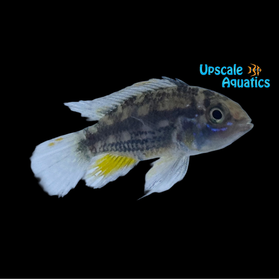 Apisto. Cacatuoides - Wild (Apistogramma cacatuoides 'Wild')
