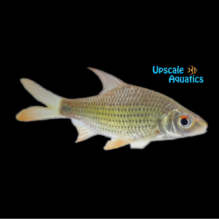 Beardless Barb (Cyclocheilichthys apogon)