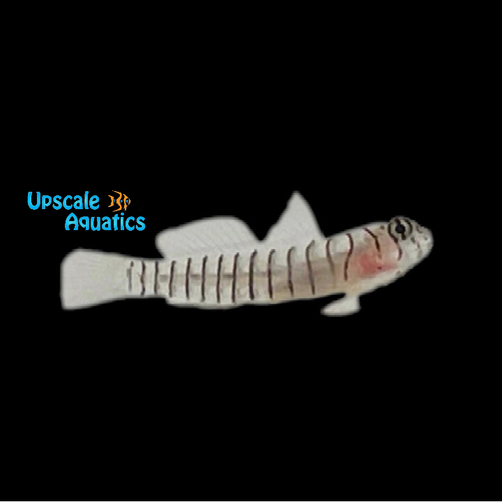 Tiger Goby (Tigrigobius macrodon)