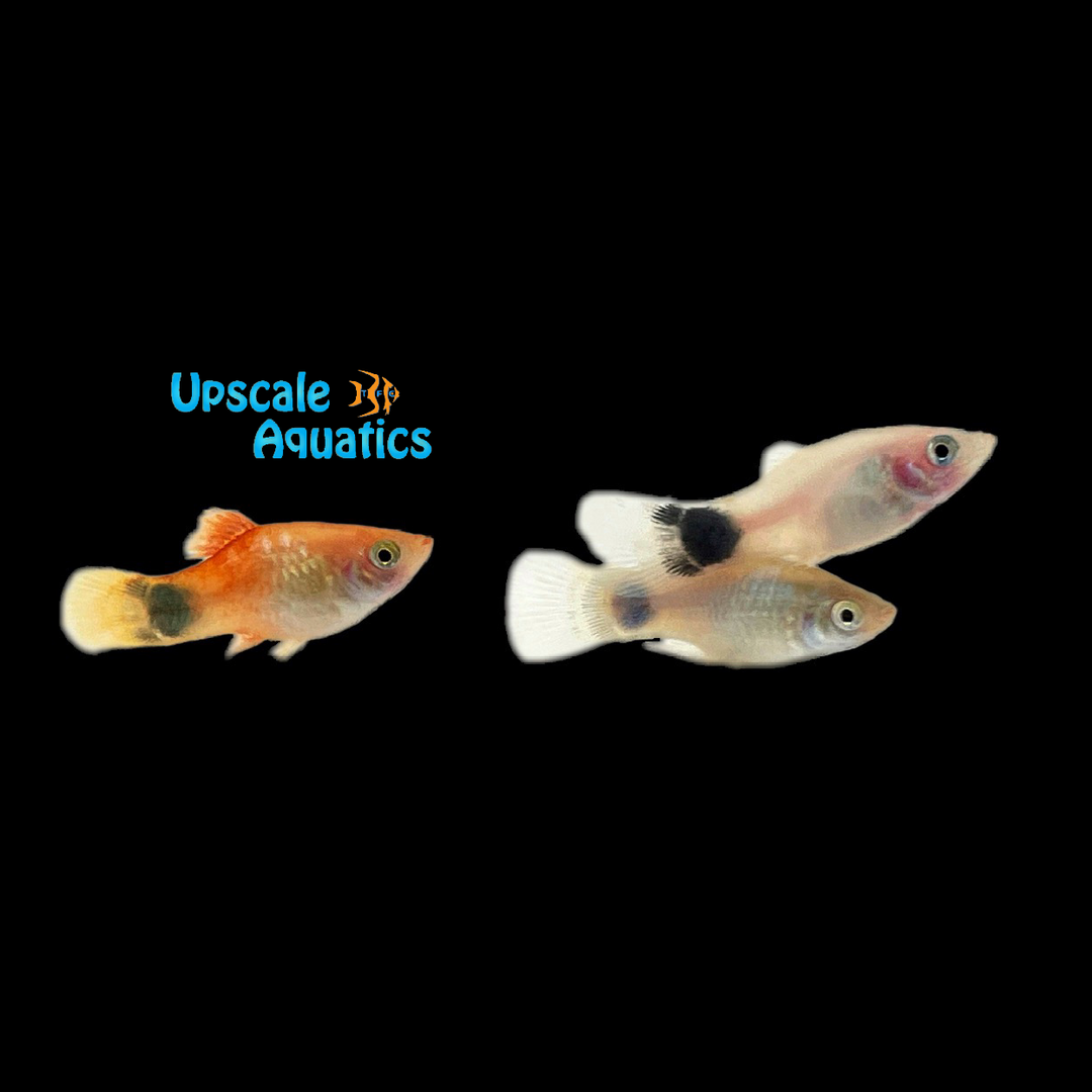 Assorted Mickey Mouse Platy (Xiphophorus maculatus)