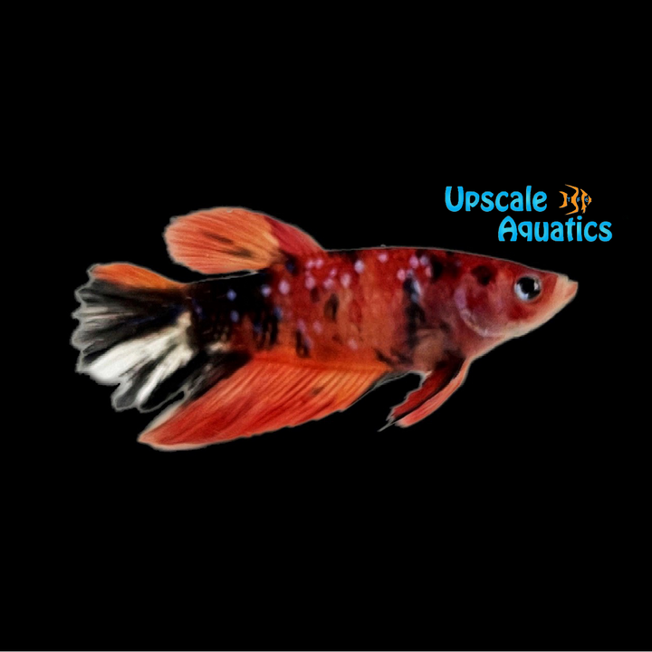 Longtail Koi Betta - Female (Betta splendens)