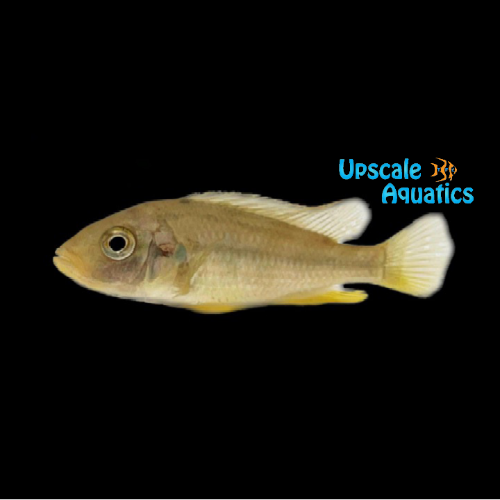 Paralabidochromis Chilotes Cichlid