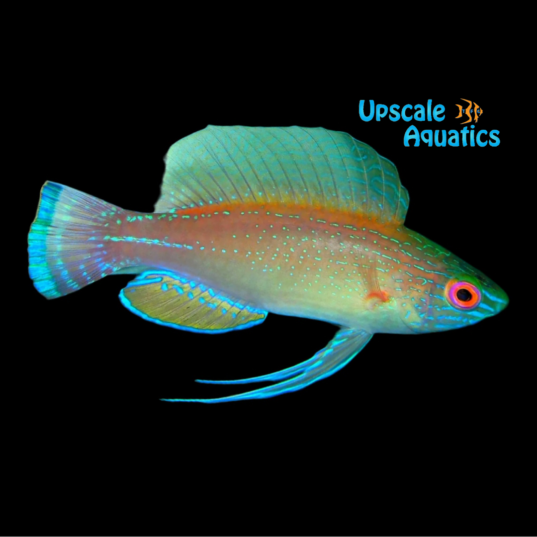Blue Margin Fairy Wrasse (Cirrhilabrus pylei)
