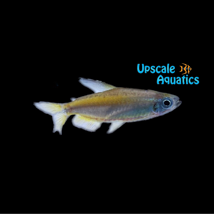 Lamp Eye Congo Tetra (Phenacogrammus aurantiacus 'Lamp Eye')