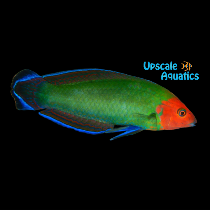Red Head Wrasse (Halichoeres rubricephalus)