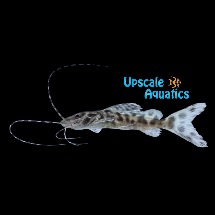 Marble Achara Catfish (Leiarius marmoratus)