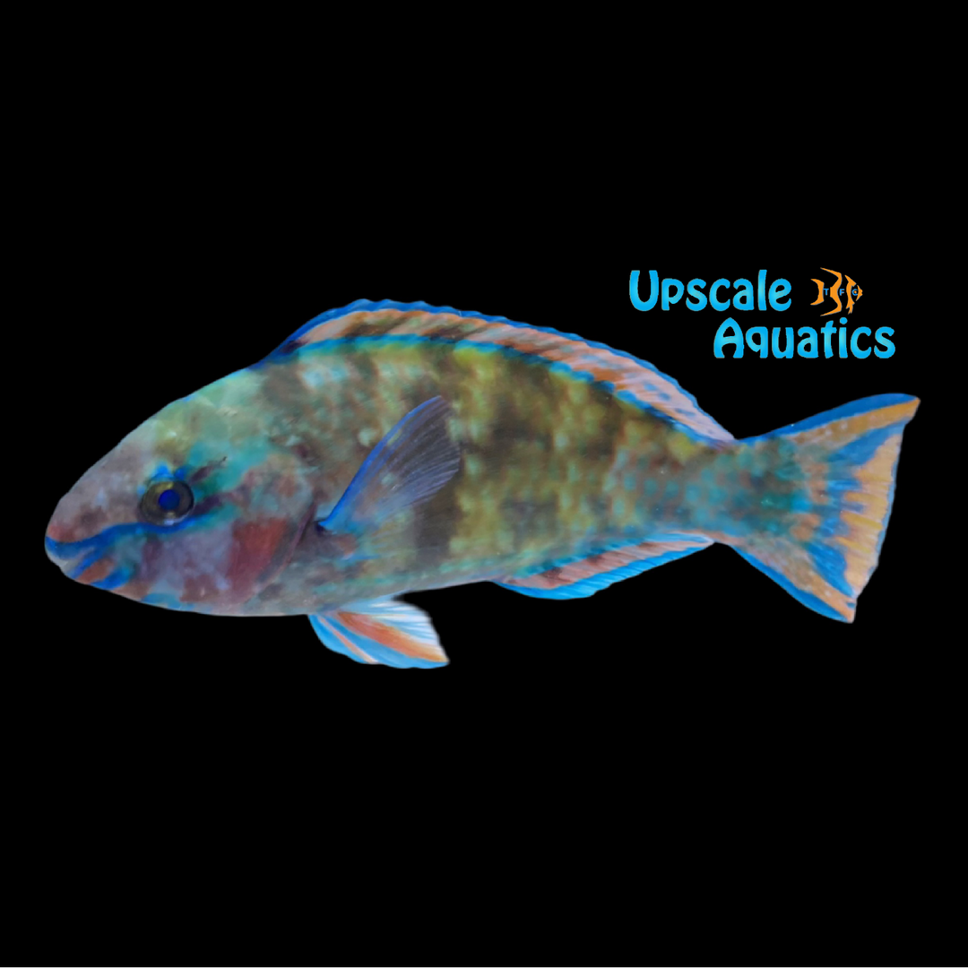 Palenose Parrotfish (Scarus psittacus)