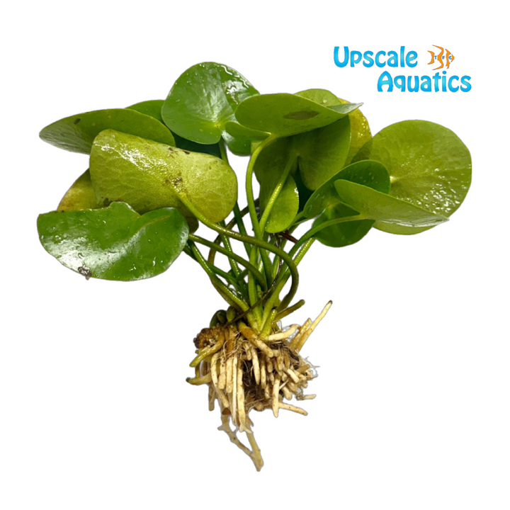 Banana Plant (Nymphoides aquatica)