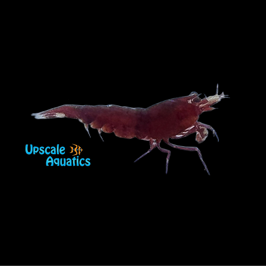Red Wine Shrimp (Caridina cantonensis red wine)
