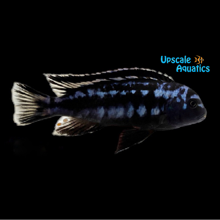 Electric Blue Johanni (Melanochromis johannii)