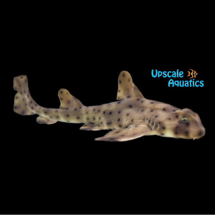 Horn Shark (Heterodontus francisci)