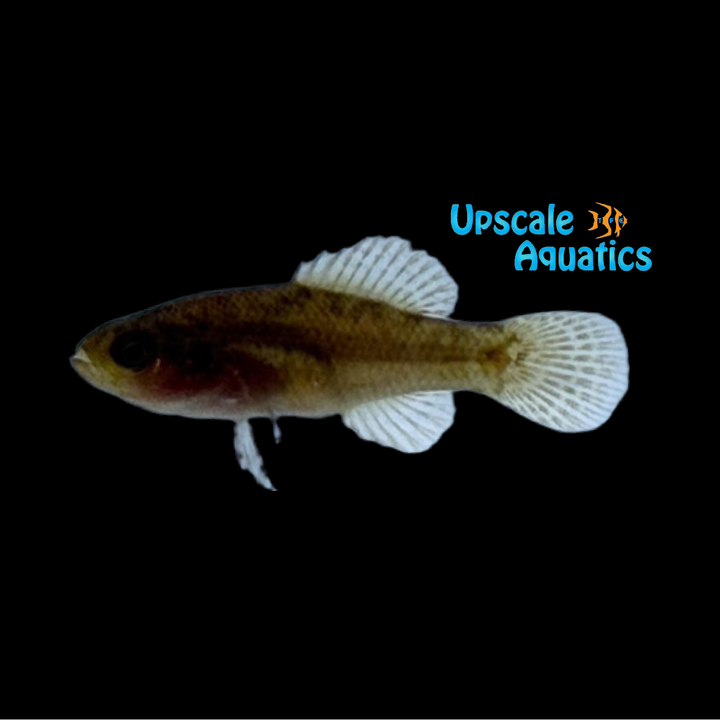 Everglades Pygmy Sunfish (Elassoma evergladei)