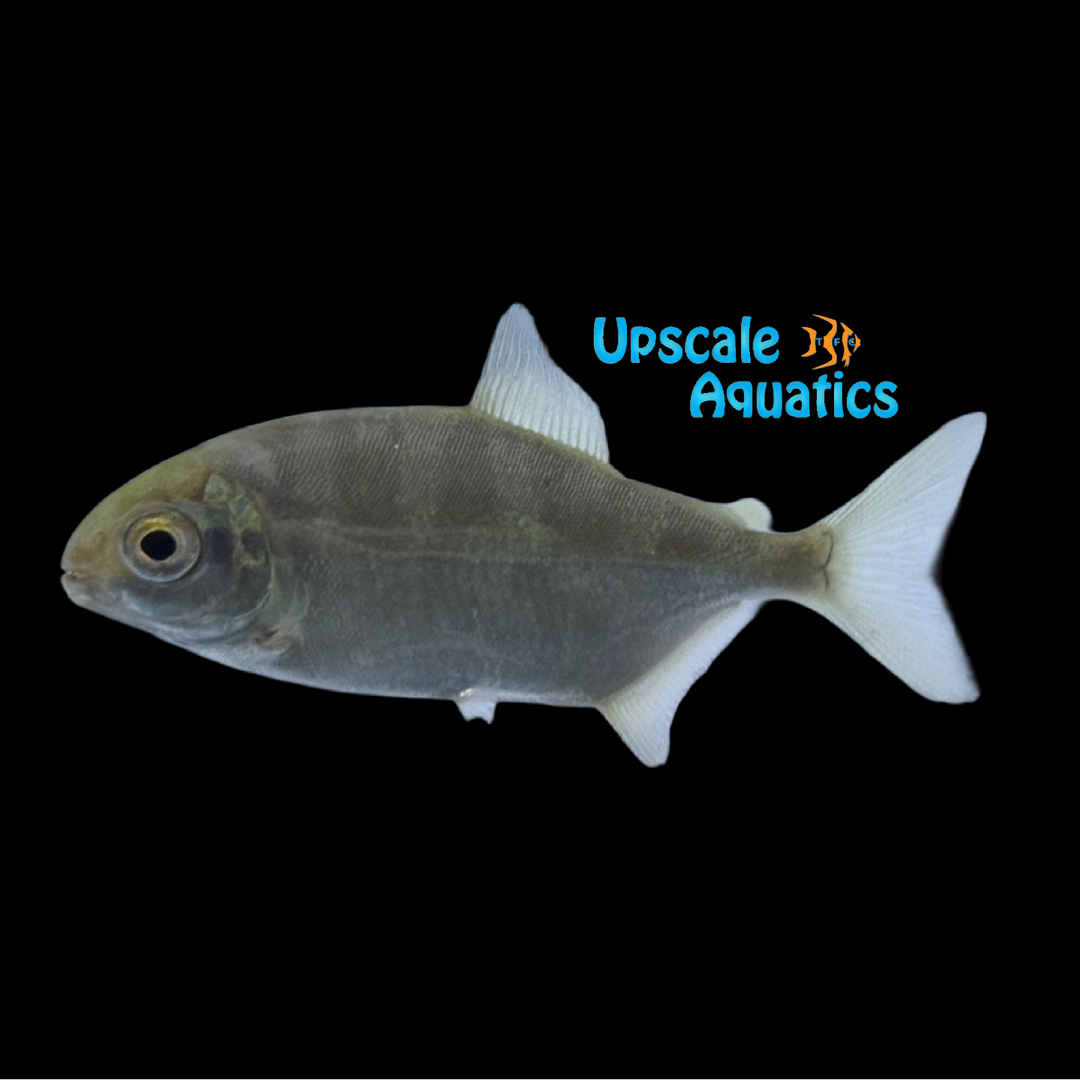Tiger Blood Pacu (Utiaritichthys esguiceroi)