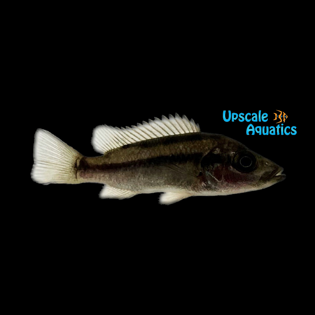 Nsess Cichlid (Stomatepia mariae) – Upscale Aquatics