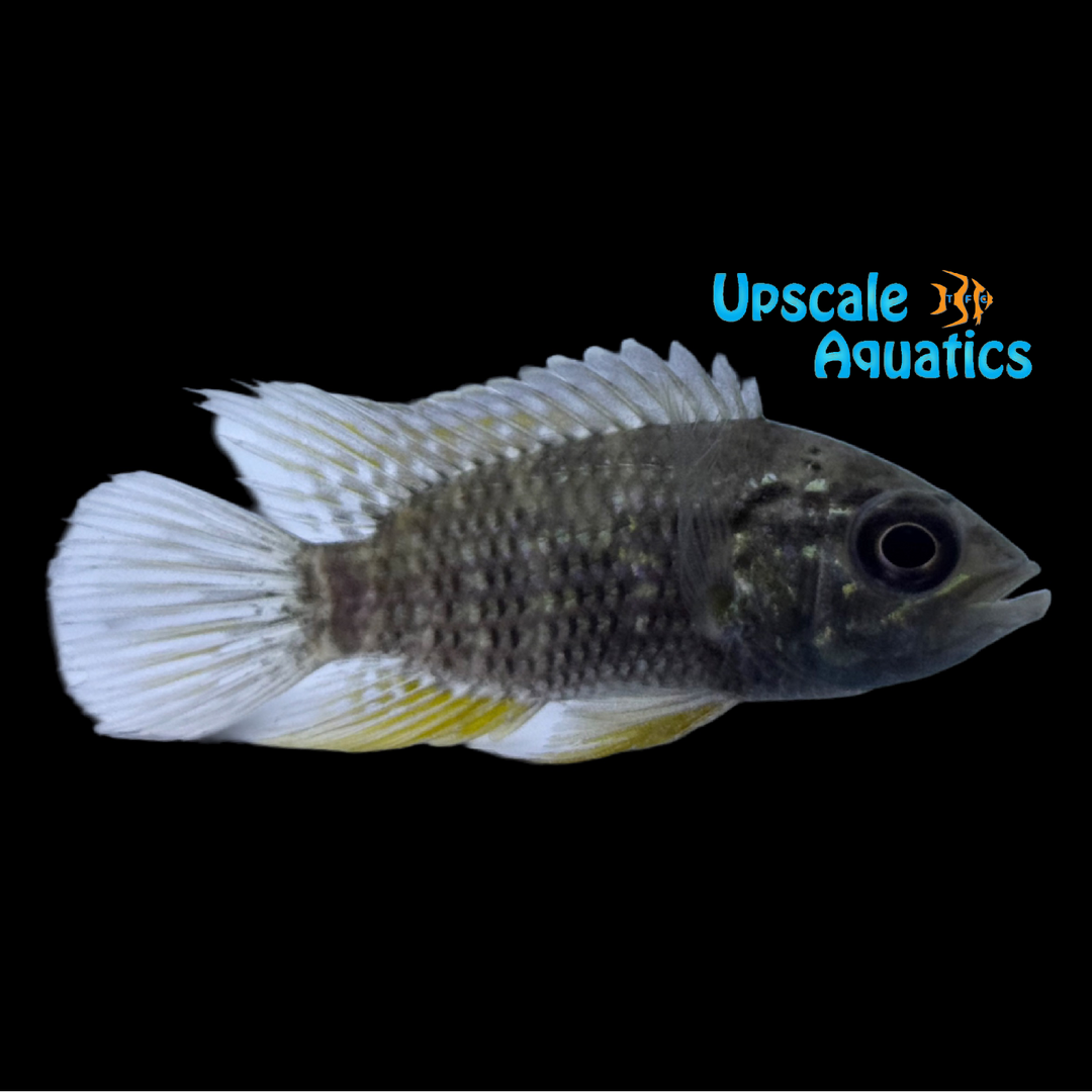 Spangled Cichlid (Acaronia vultuosa)