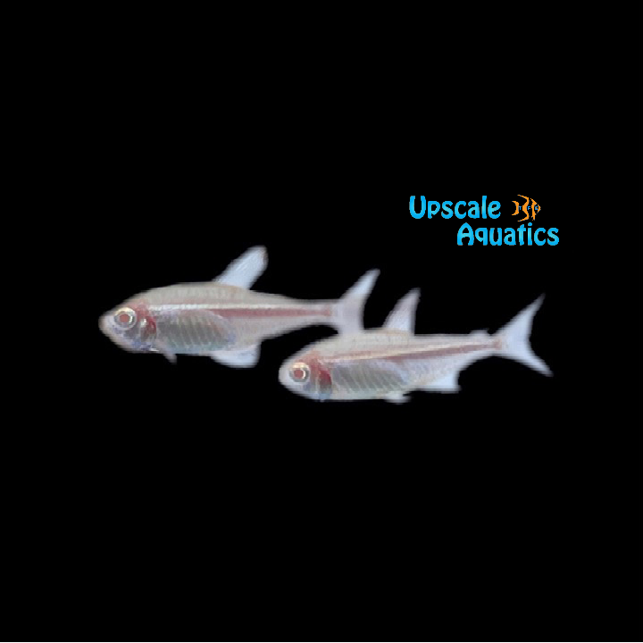 Albino Black Neon Tetra (Hyphessobrycon herbertaxelrodi albino)