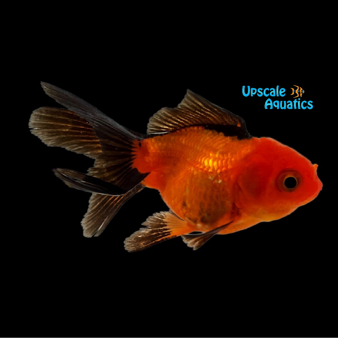 Assorted Oranda Assorted Oranda Goldfish (Carassius auratus) – Upscale Aquatics