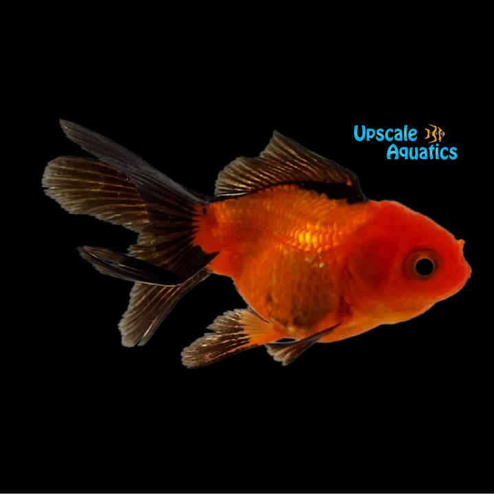 Assorted Oranda Goldfish (Carassius auratus)