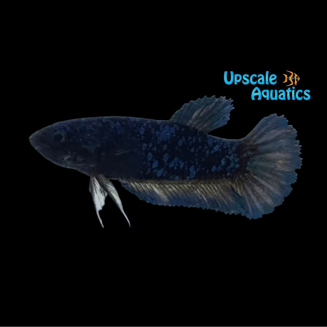 Black Star Plakat Betta - Female (Betta splendens)