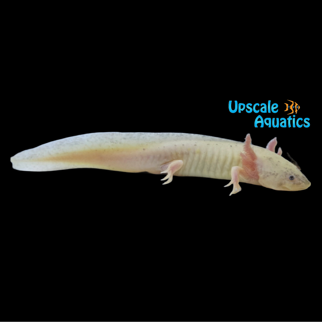 Dirty Golden Leucistic Axolotl (Ambystoma mexicanum)
