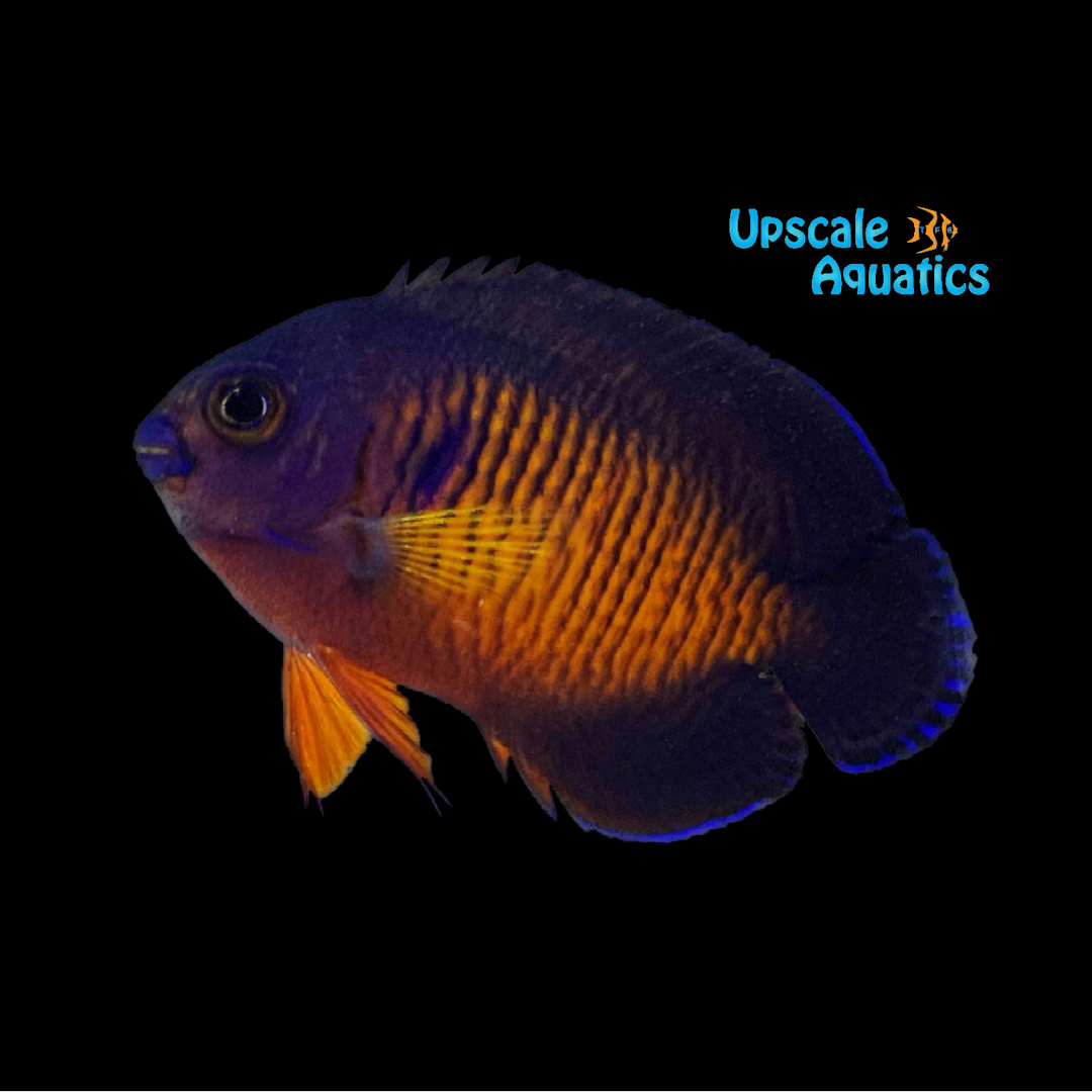 Coral Beauty Angelfish - Fiji (Centropyge bispinosa)