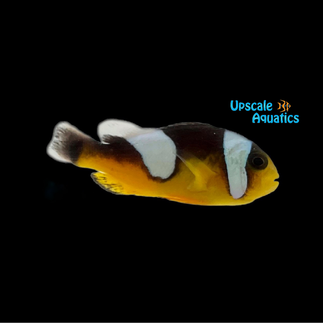 Black Saddleback Clownfish - Wild (Amphiprion polymnnus)