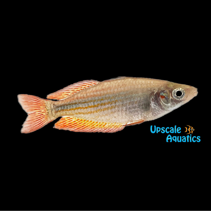 Deepwater Creek Rainbowfish (Melanotaenia splendida)