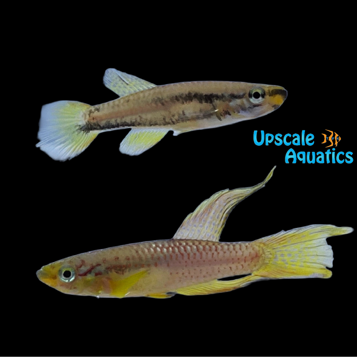 Splendid Killifish (Aphyosemion splendopleure)