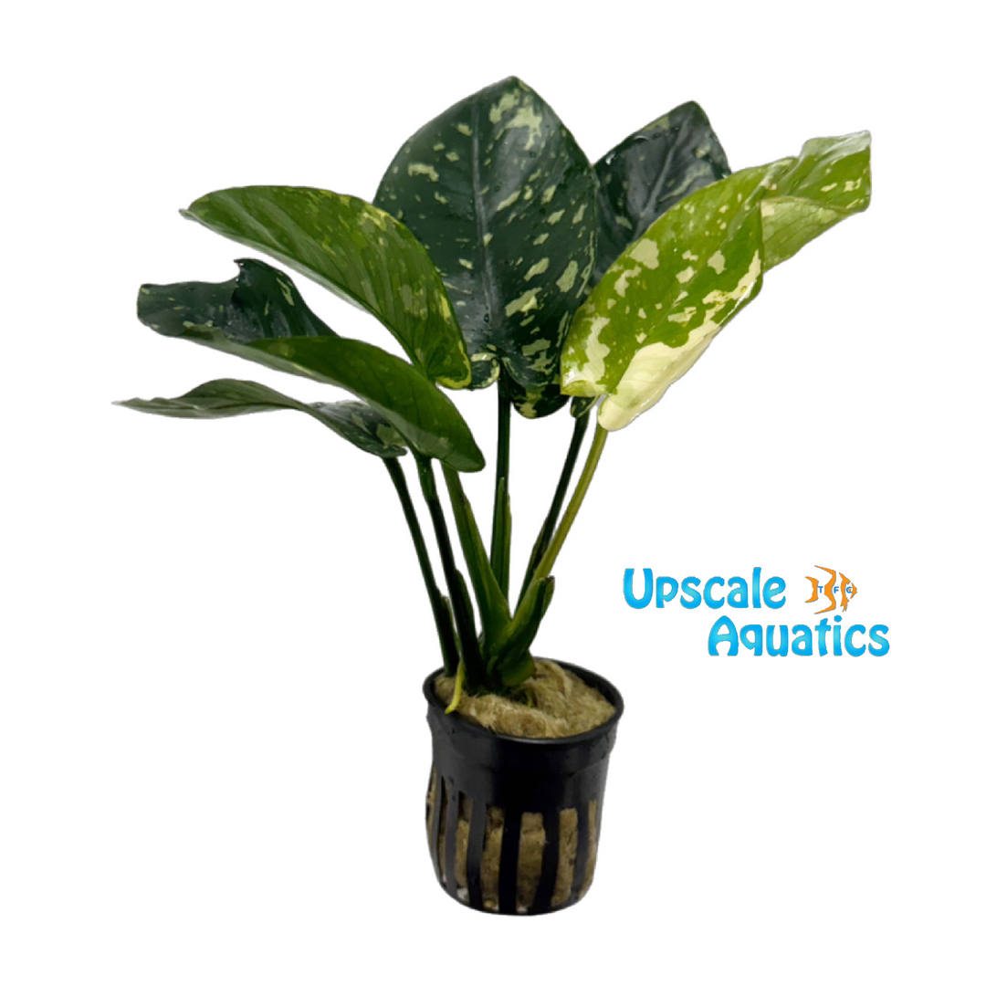 King Anubias (Anubias barteri 'King')