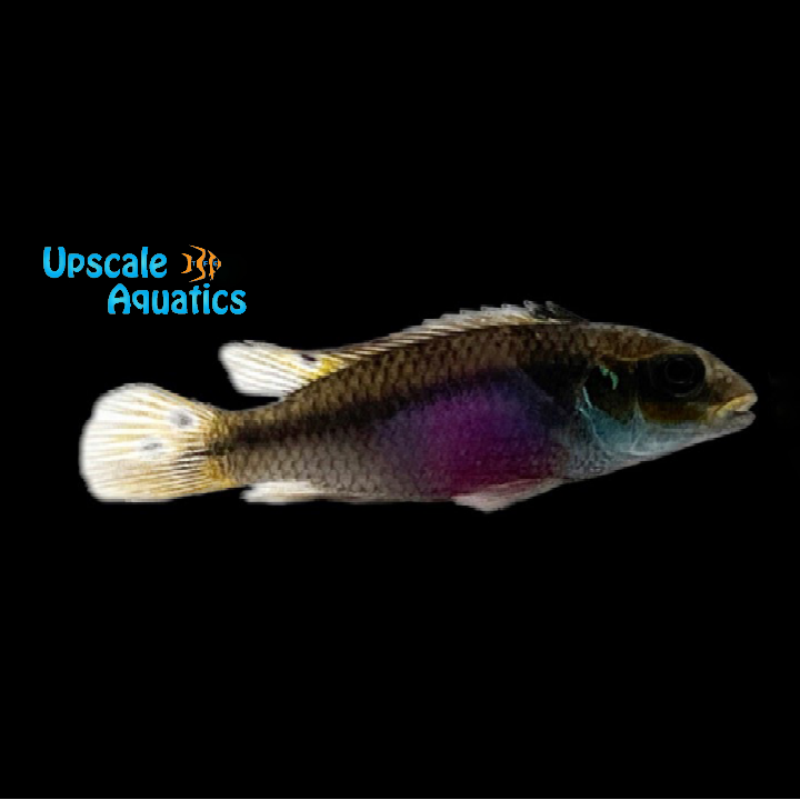 Kribensis Cichlid 'Moliwe' (Pelvicachromis taeniatus 'Moliwe')
