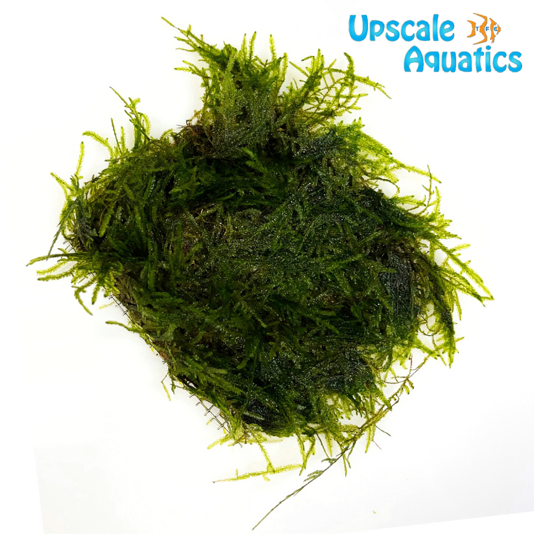 Peacock Moss (Selaginella uncinata)